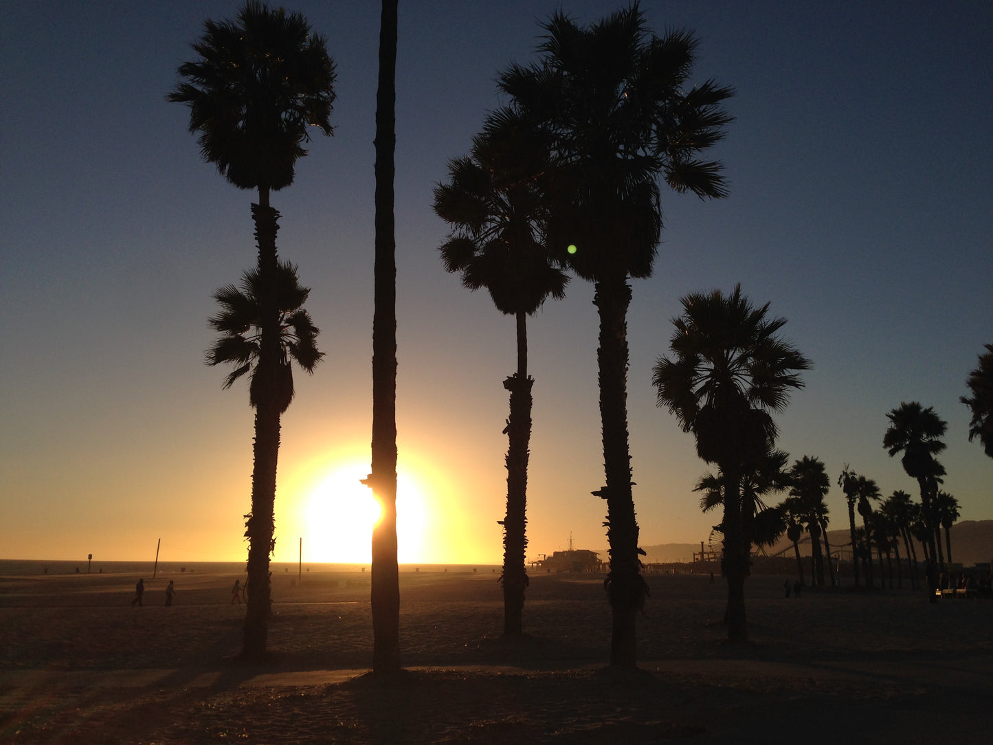 SANTA MONICA PALMS