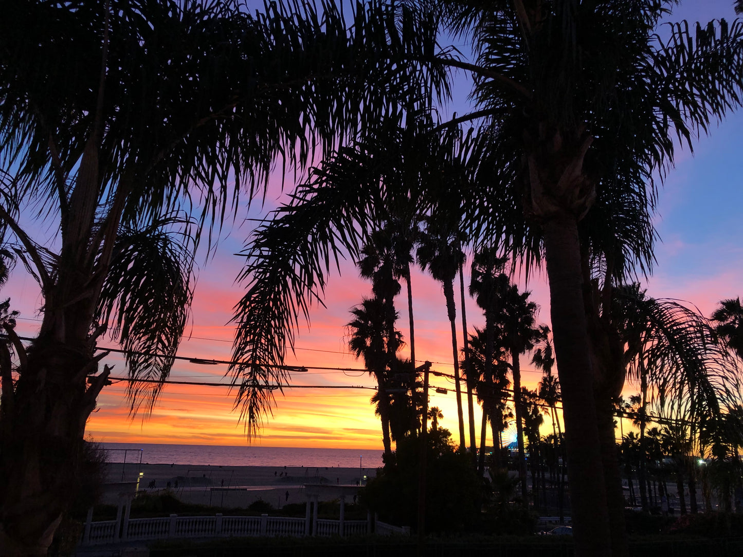 SANTA MONICA PALMS SILHOUETTE